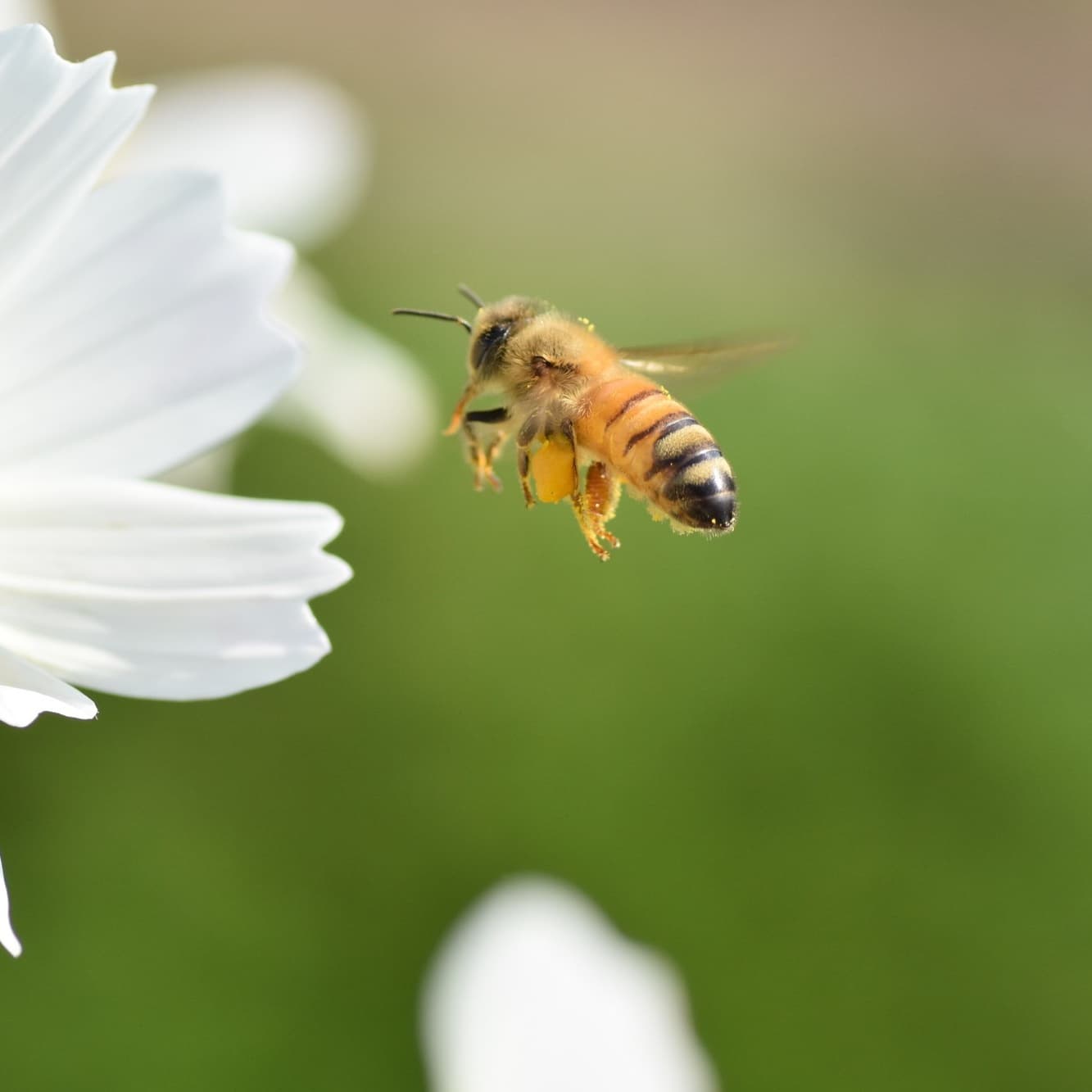 みつばちの写真
